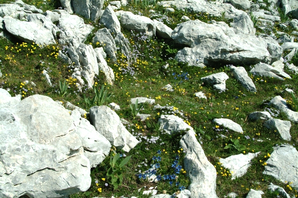 Edraianthus graminifolius / Campanula graminifolia